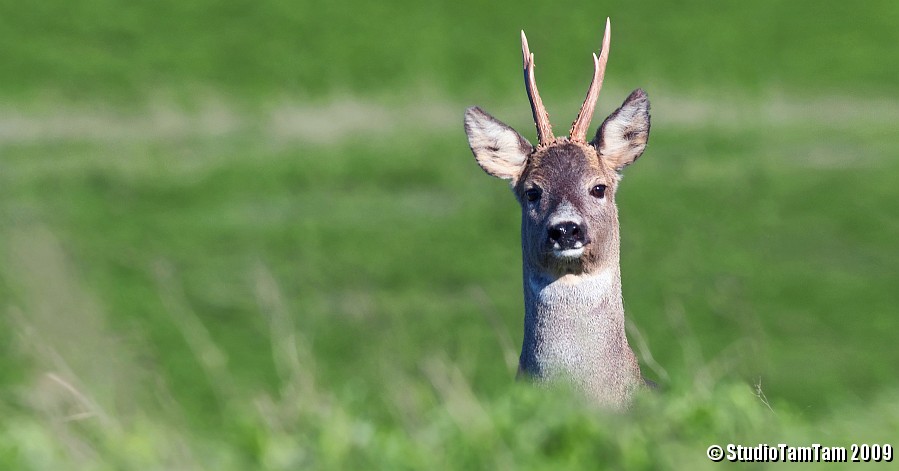 Capriolo fiero.jpg